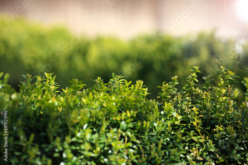 Close up photo of clipped boxwood bush, green leaves bush texture, blurred natural green background. Topiary in the home garden.