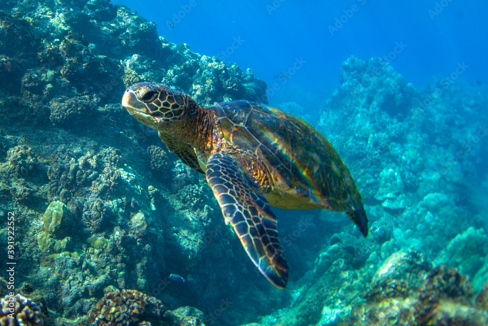 Hawaiian Green sea Turtle cruising in the warm waters of Maui Hawaiian Green sea Turtle cruising in the warm waters of Maui