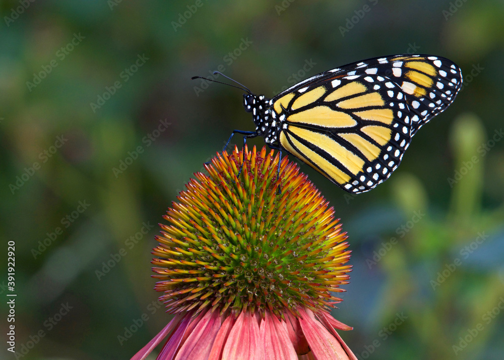 Obraz premium Monarch butterfly on pastel colored coneflower in flower garden.