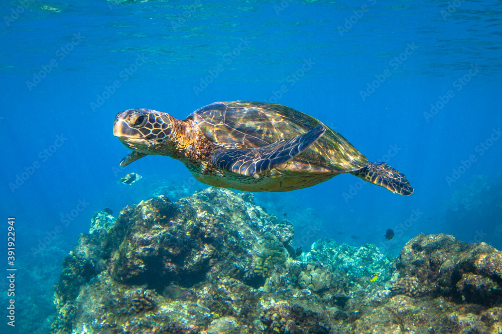 Obraz premium Hawaiian Green sea Turtle cruising in the warm waters of Maui