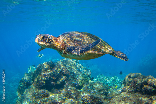 Hawaiian Green sea Turtle cruising in the warm waters of Maui © shanemyersphoto