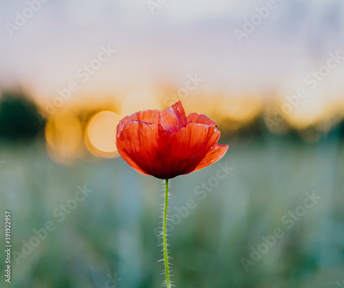 Fotografiet Red poppy flower at sunset in a summer field