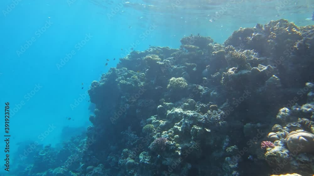 Clownfish shelters and anemone on a tropical coral reef in Red Sea, 4k Clownfish shelters and anemone on a tropical coral reef in Red Sea, 4k