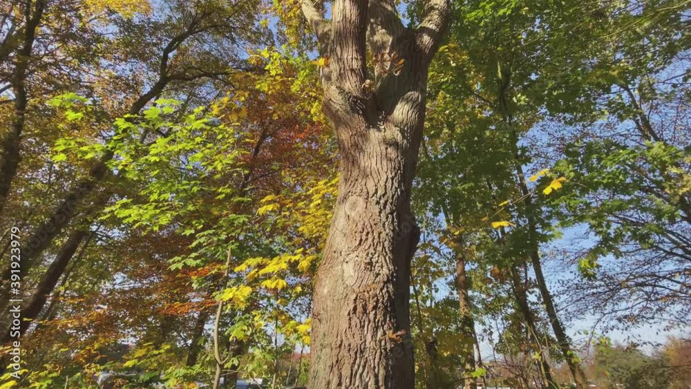 Massive trunk of tree with colorful foliage during autumn on a sunny day Massive trunk of tree with colorful foliage during autumn on a sunny day
