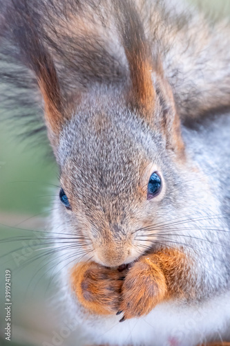 The squirrel with nut sits on a tree in the winter or autumn