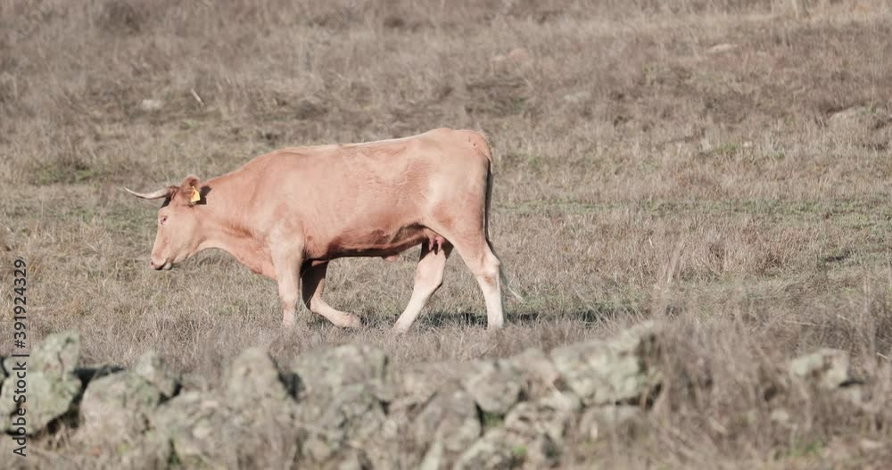 Alentejana Cow Strolling Around The Old Cattle Farm With Stone Walls In Alentejo, Portalegre, Portugal - Tracking Shot Alentejana Cow Strolling Around The Old Cattle Farm With Stone Walls In Alentejo, Portalegre, Portugal - Tracking Shot