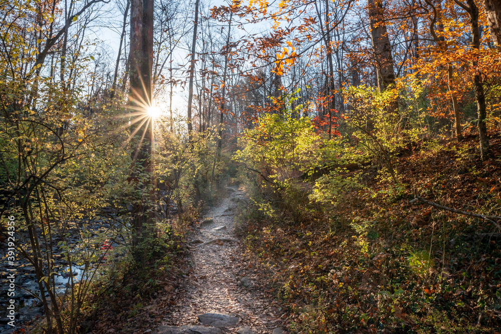Trail in a bright sunny autumn forest Trail in a bright sunny autumn forest