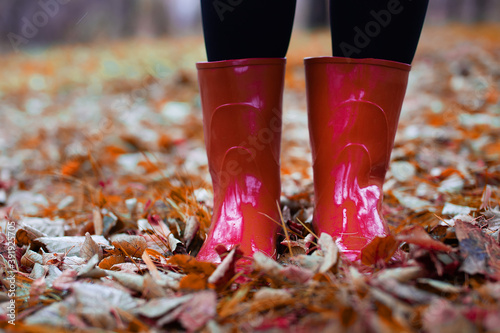 Fototapeta Naklejka Na Ścianę i Meble -  legs with autumn yellow leaves in rubber boots in wet weather