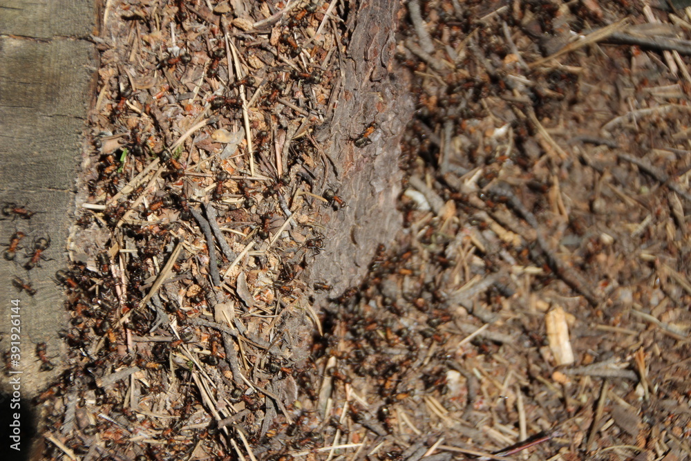Ants in their home. Ants in their home.