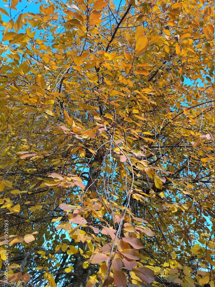 autumn leaves autumn leaves