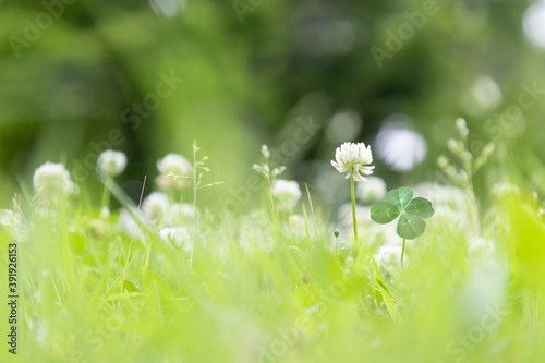 野原に咲くクローバーの白い花と四つ葉のクローバー