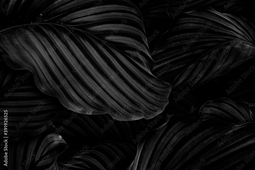 Fototapeta premium Calathea Orbifolia natural leaves background