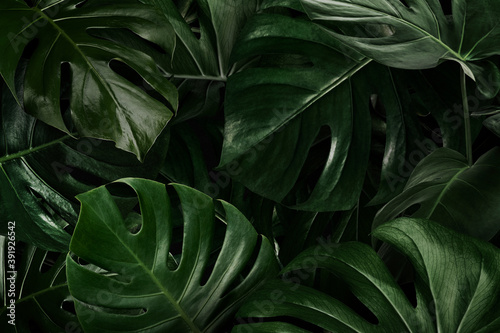 Green monstera leaves nature background photo