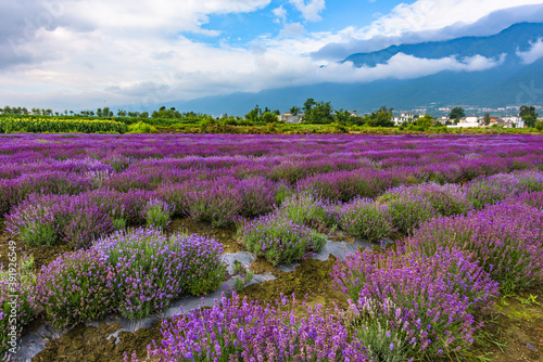 Lavender garden under blue sky and white clouds