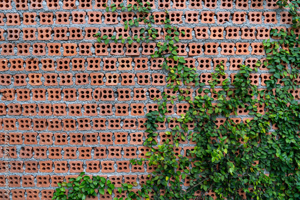 red brick wall with holes and climbimg green leaf plants growing, cement wall background red brick wall with holes and climbimg green leaf plants growing, cement wall background