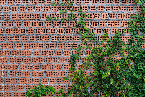 red brick wall with holes and climbimg green leaf plants growing, cement wall background photo