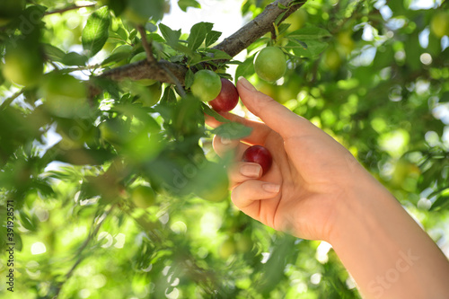 Woman picking cherry plums outdoors on sunny day, closeup