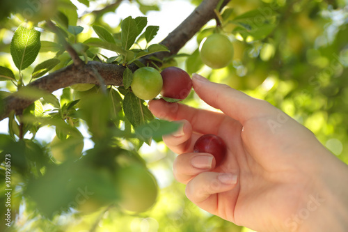 Woman picking cherry plums outdoors on sunny day, closeup