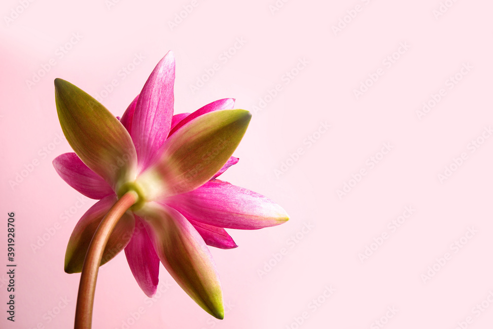 Beautiful blooming lotus flower on pink background. Space for text