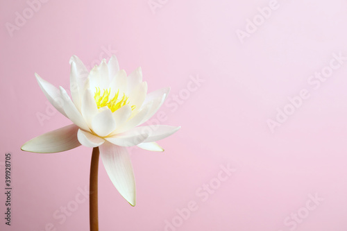 Schilderij op canvas Beautiful white lotus flower on pink background. Space for text