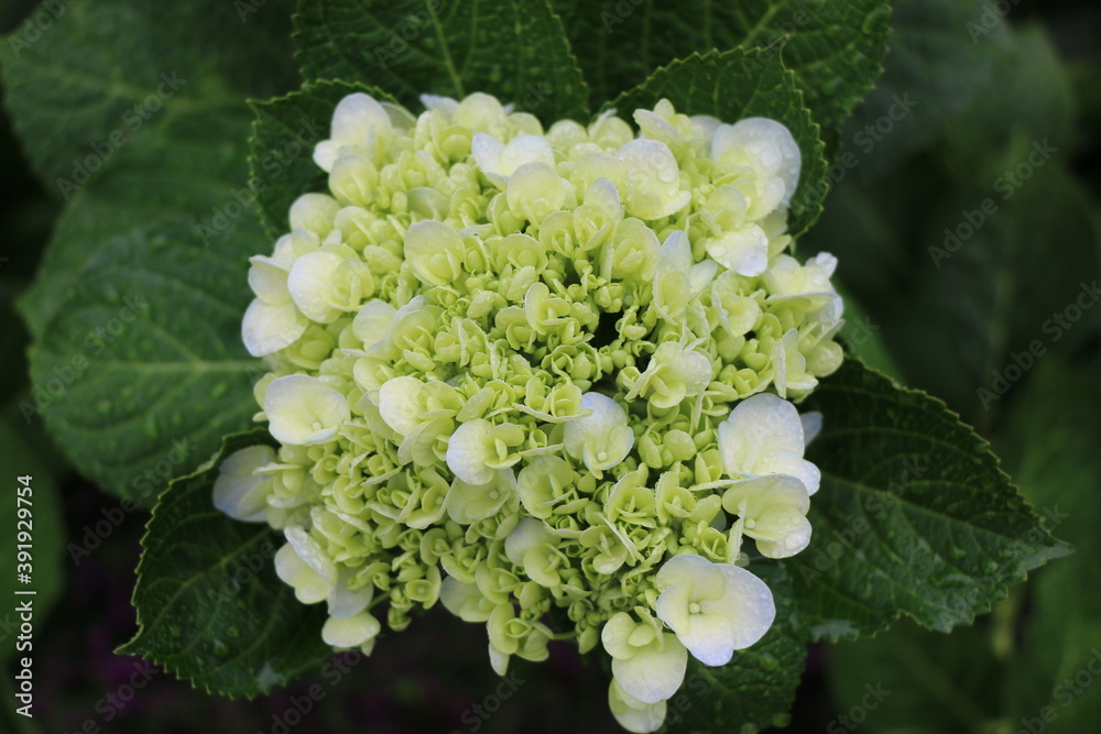Flower Flower