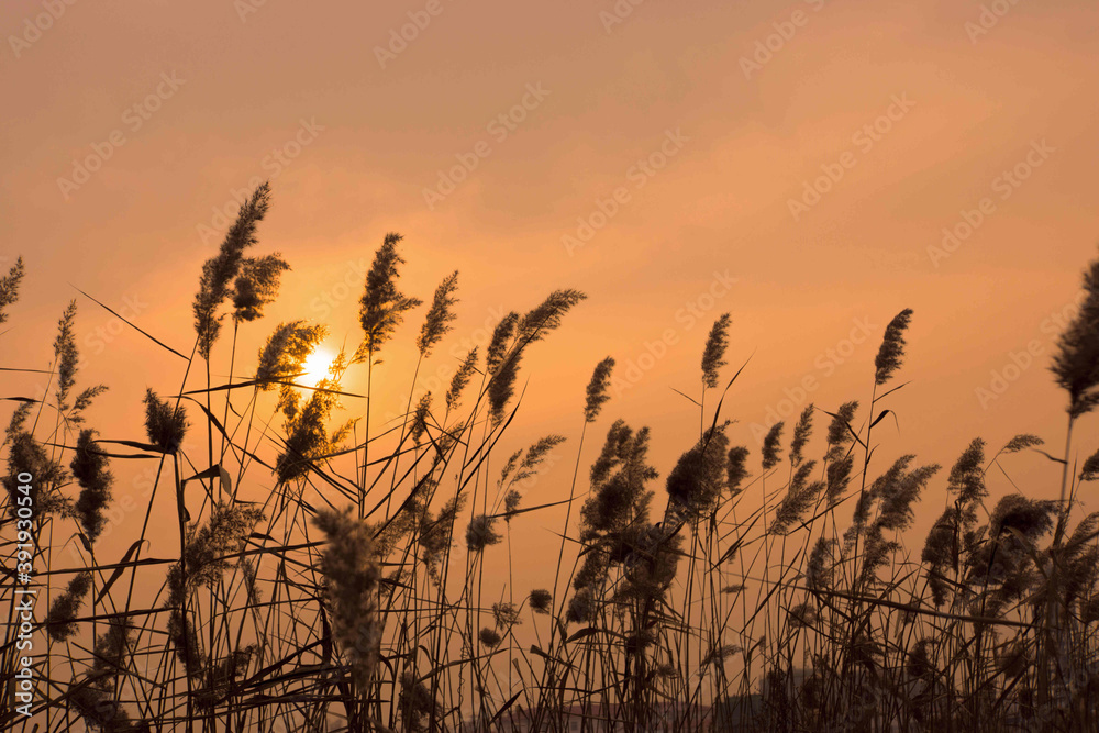 Photographic picture of reeds in the sunset Photographic picture of reeds in the sunset