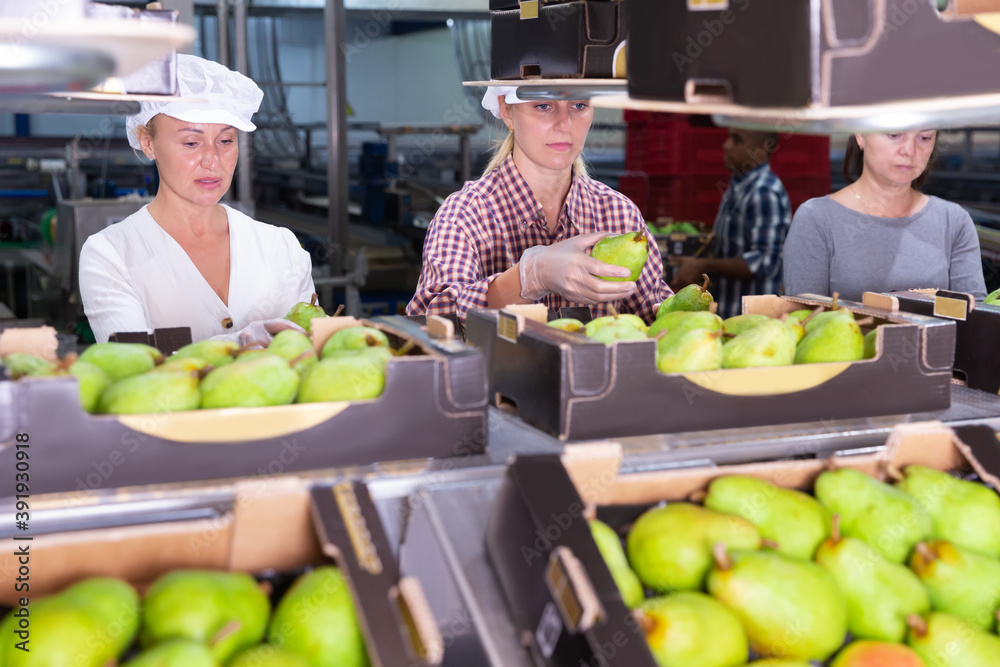 Fototapeta premium People working at sorting department at fruits industrial production facility, preparing pears to packing