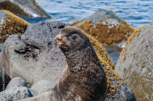 Northern Fur Seal (Callorhinus ursinus) at hauling-out in St. George Island, Pribilof Islands, Alaska, USA