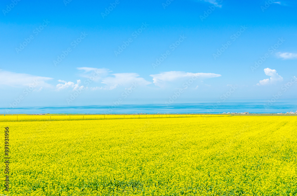 Rapeseed field by the lake