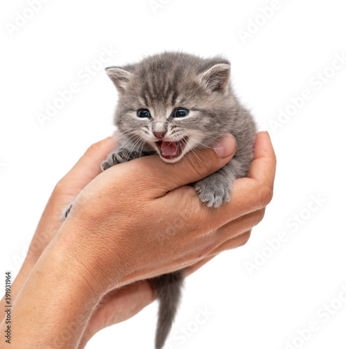 little gray kitten in hand on a white background