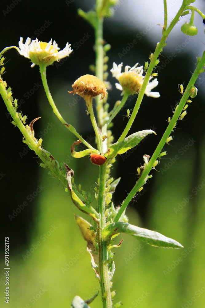 花に群がるアブラムシと星のないテントウムシ