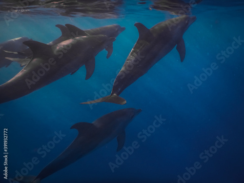 spinner dolphins swim near the surface in the red sea © thomaseder