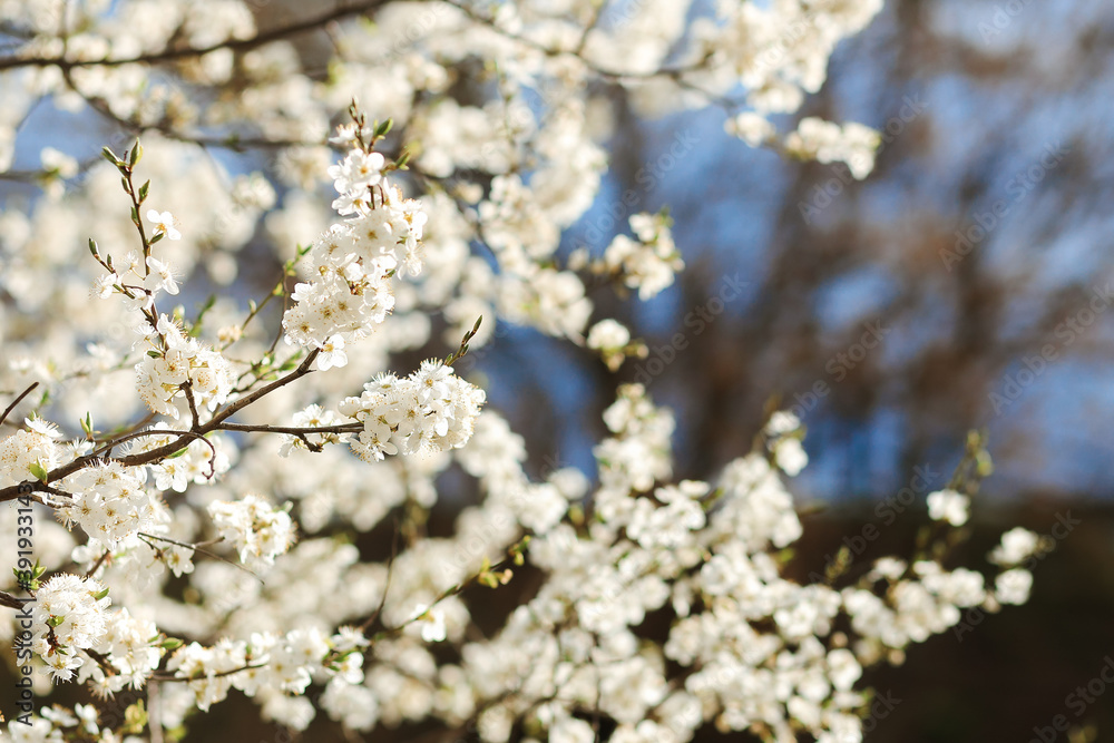 blooming with small white flowers delicate aerial branch on the background blooming with small white flowers delicate aerial branch on the background