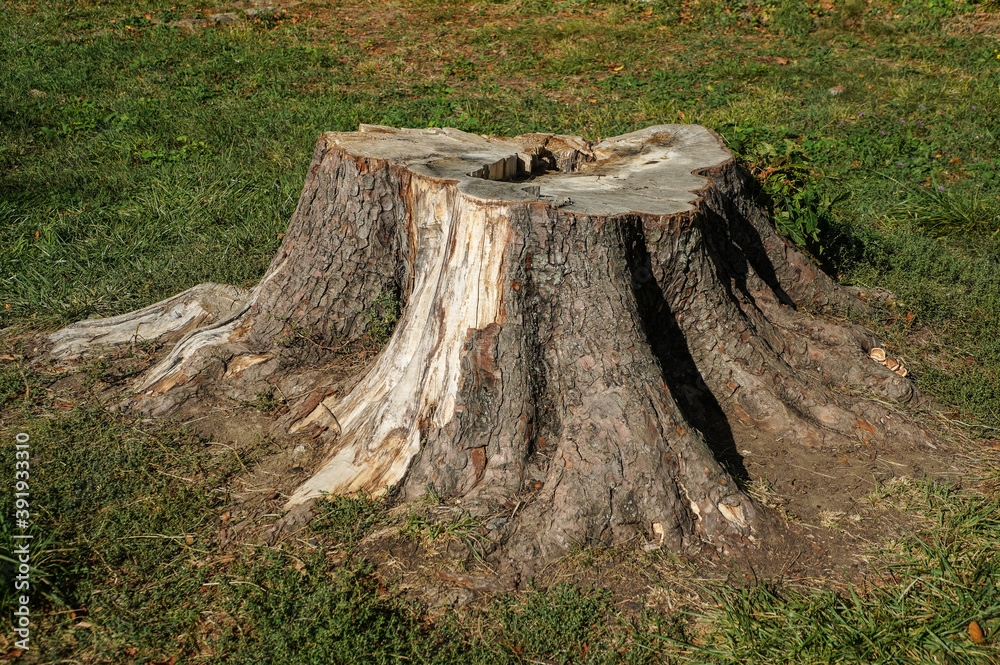 stump photographed on a green background stump photographed on a green background