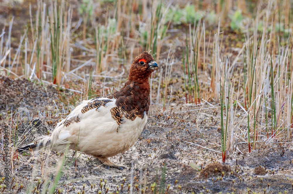 Molting male of Willow Ptarmigan (Lagopus lagopus) in Barents Sea coastal area, Russia Molting male of Willow Ptarmigan (Lagopus lagopus) in Barents Sea coastal area, Russia