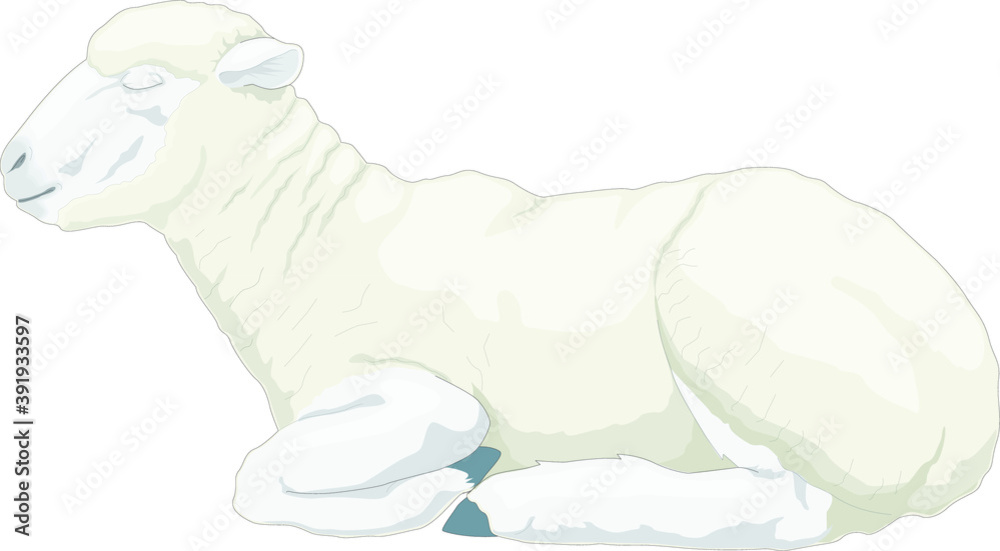 Vector illustration of a lamb