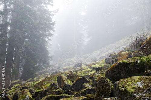 Morning Fog on Mt. Pilchuck