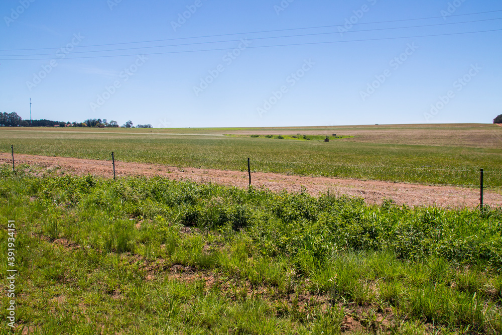 Fototapeta premium Freshly Planted Sugar Cane Field Inside Perimeter Fence