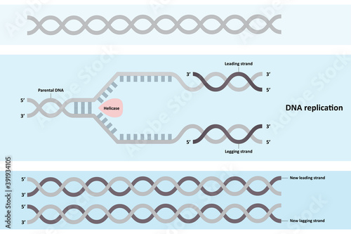 DNA replication diagram, leading and lagging strands, molecular biology, linear DNA molecules