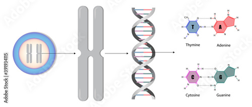 Diagram of chromosome and DNA, Base pairing in DNA, Molecular biology