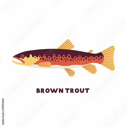 Vector illustration of Brown Trout (Salmo trutta) freshwater fish. White background. Color icon. 