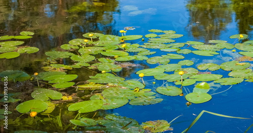 Water plant with a flower on the water surface in summer (Background, banner, Wallpaper, texture)