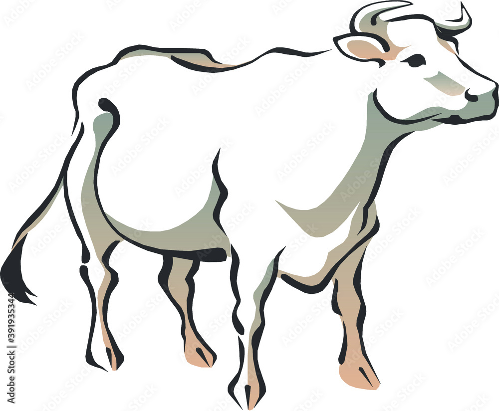 Vector illustration of a cattle