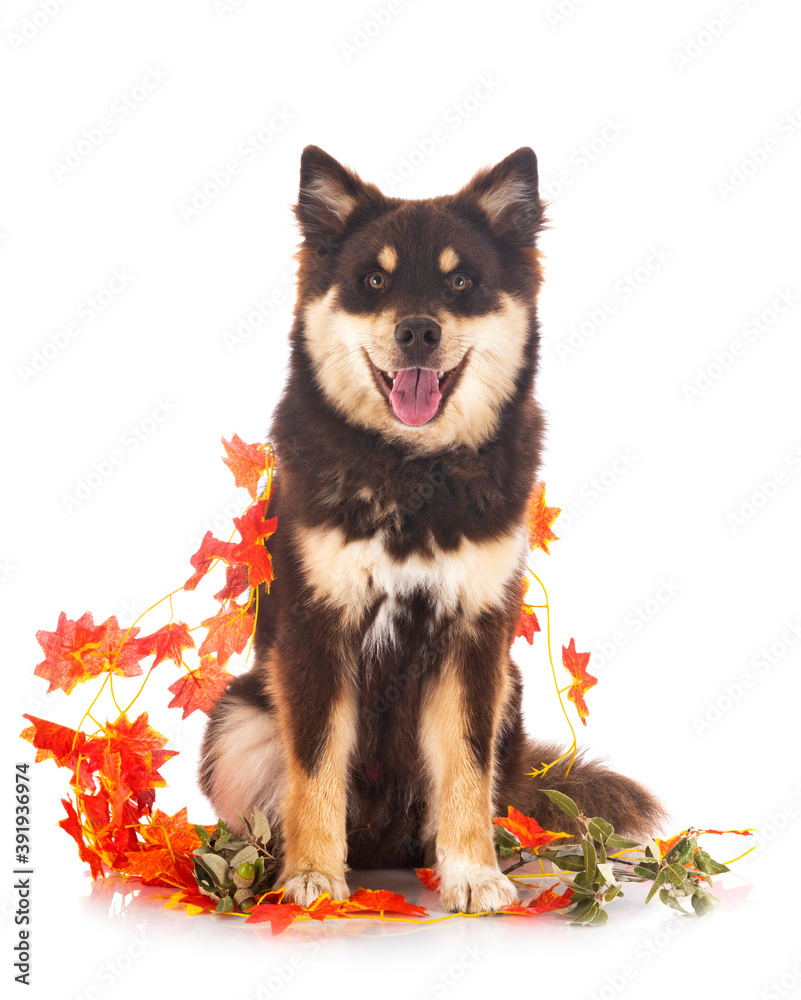 Finnish Lapphund in studio Finnish Lapphund in studio