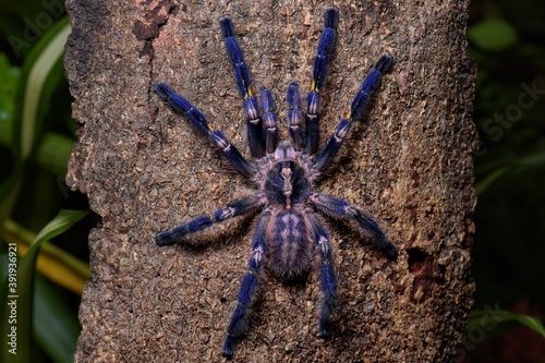 It is one of the most beautiful and outstanding species in the world of Tarantula because of the beauty of the species. This is blue all over the body. With pattern on the bottom Native to India