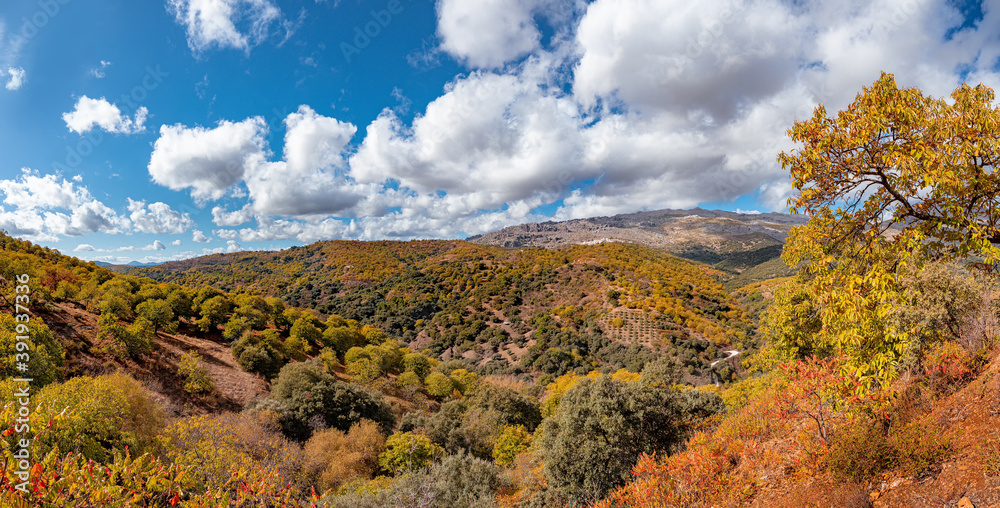Fototapeta premium Panoramic view of the mountains of Serrania de Ronda and the chestnut forest in autumn. Trekking route, scenic, around the villages of Parauta, Cartajima and Igualeja in Malaga, Spain