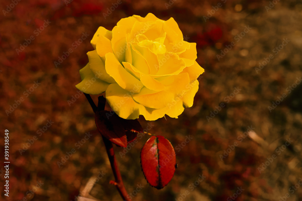 Hermosa rosa aislada de un color amarillo brillante sobre un fondo  abstracto. Fotografía vintage con filtro cálido de color en tonos rojizos y  ocres. Stock Photo | Adobe Stock