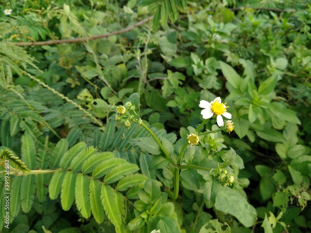 A wild collection of Bidens pilosa and mimosa pudica A wild collection of Bidens pilosa and mimosa pudica