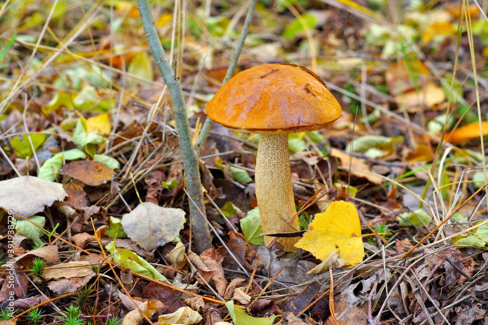 Rotkappe Pilz im Herbstwald - red cap mushroom in forest Rotkappe Pilz im Herbstwald - red cap mushroom in forest