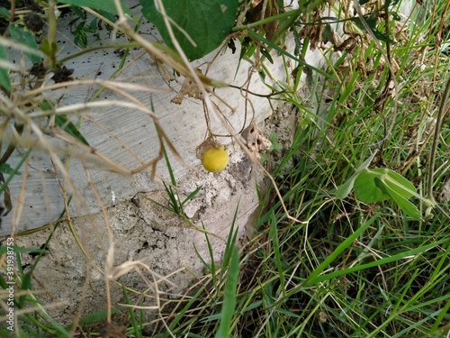 Solanum torvum is a bushy, erect and spiny perennial plant used horticulturally as a rootstock for eggplant. photo